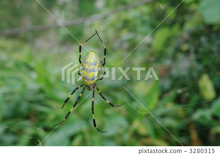 Nephila spider 3280315