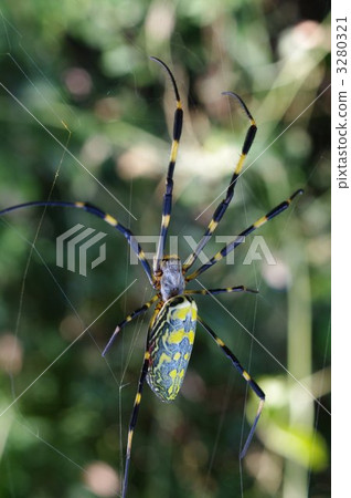 Nephila spider 3280321