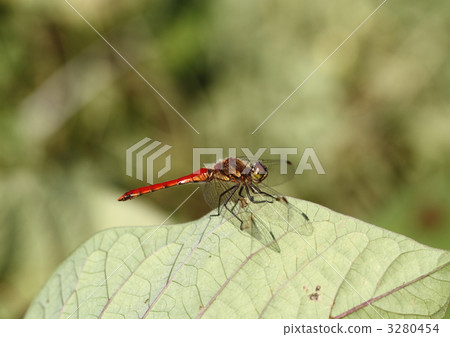 Akiakane on the leaves 3280454
