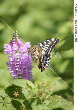 鳳蝶 大觀蝴蝶 蝴蝶 3280927
