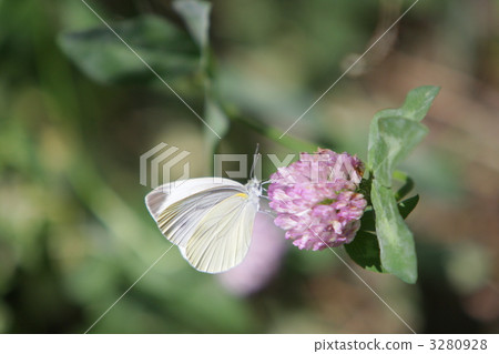 粉蝶 蝴蝶 蟲子 3280928