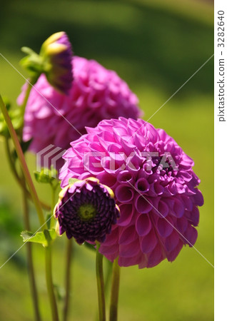 花朵 花 花卉 3282640