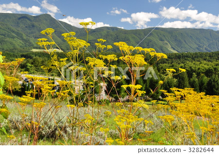 秋花 黃花 全貌 3282644