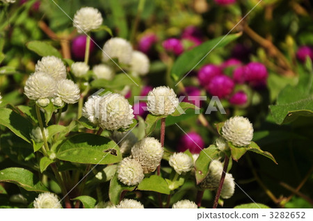 gomphrena, globe amaranths, flower 3282652