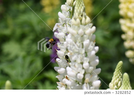 Lupine and bear Lupine and bear 3282852