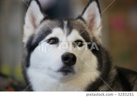 Siberian Husky 3283281