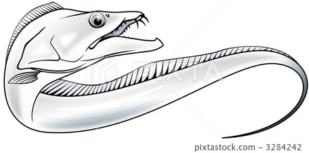 hairtail, largehead hairtail, fish 3284242