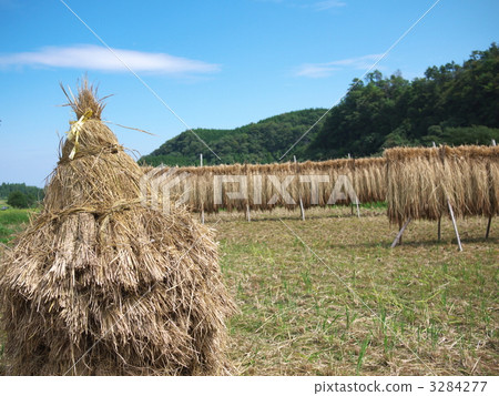 Straw garnish and hung dry 3284277