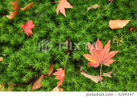 Maple maple Maple maple 3284347