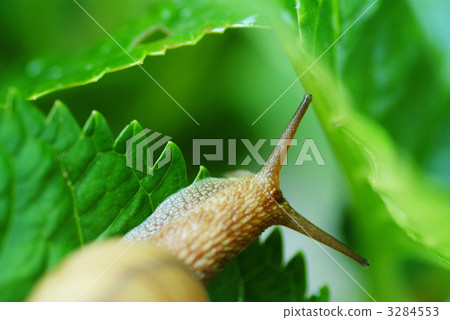 snails  3284553