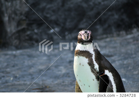 Penguin to see this 3284728