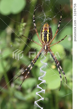Argiope spider Argiope spider 3284756