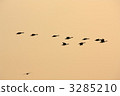 天鵝 3285210