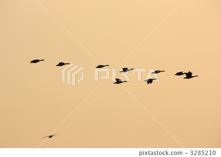 Swan Swan 3285210