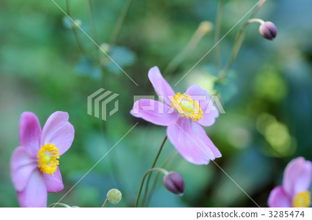 打破碗花花 3285474