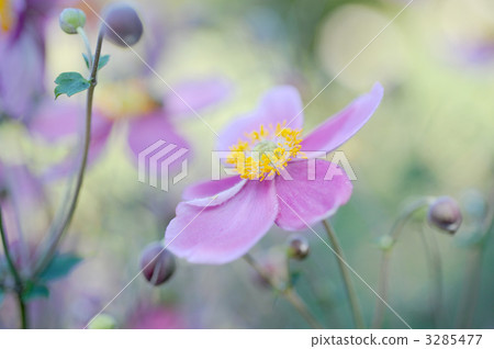 打破碗花花 3285477