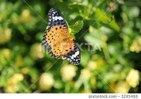 Zuma giuna Zuma giuna 3285488