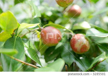 Camellia seeds 3285501