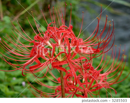 Cluster amaryllis 3285503