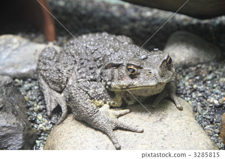 bufo torrenticola, one animal, big 3285815