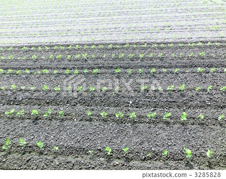 sprout, seeding, edamame 3285828