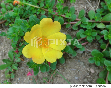portulaca oleracea, purslane, common purslane 3285829