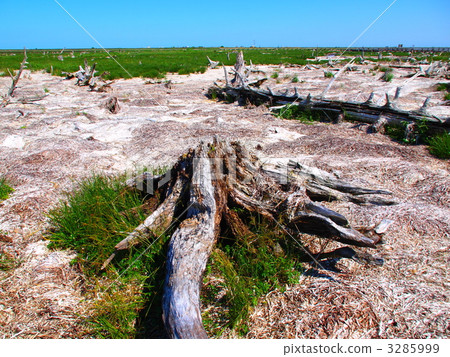 Todowara Todowara 3285999