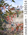 heavenly bamboo, nandina, southern sky 3286014