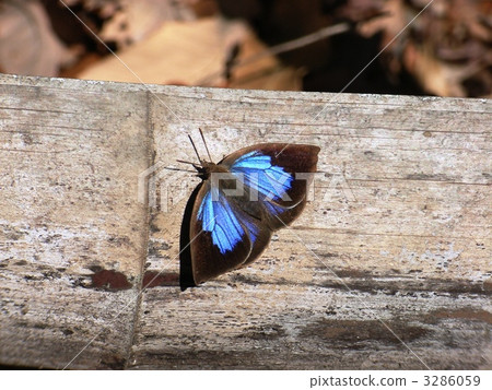 Winter mussels Winter mussels 3286059