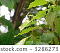 日本山毛櫸 櫸樹葉 葉 3286273