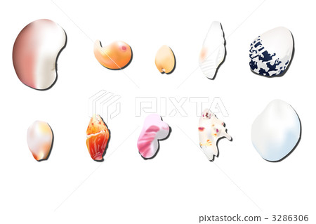 Seashell variety 3286306