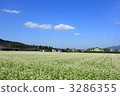 Buckwheat field of Chichibu cherry blossoms 3286355