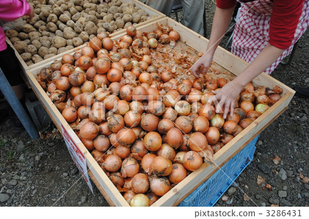 Onion of the direct sales office Onion of the direct sales office 3286431