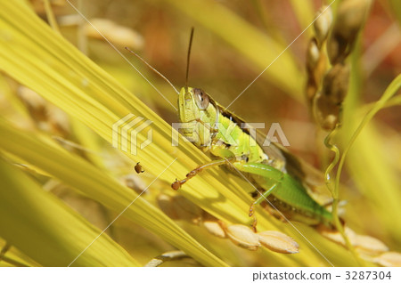 蝗蟲 3287304
