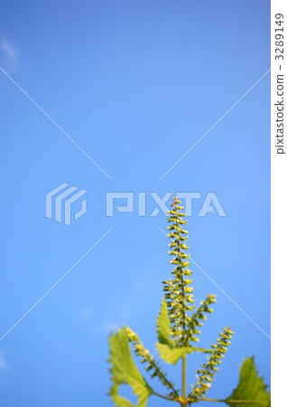 Shiso leaves 3289149