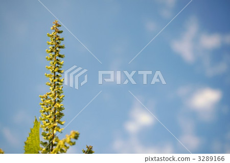 Shiso leaves 3289166