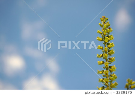 Shiso leaves 3289170