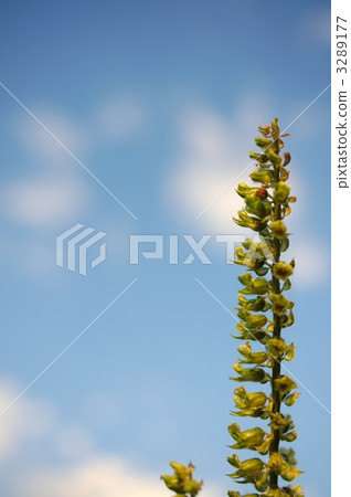 紫蘇離開 3289177