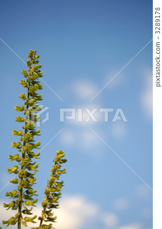 紫蘇離開 紫蘇離開 3289178