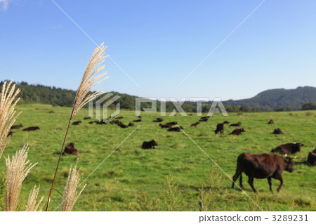 Prairie with Susuki and a cow Prairie with Susuki and a cow 3289231