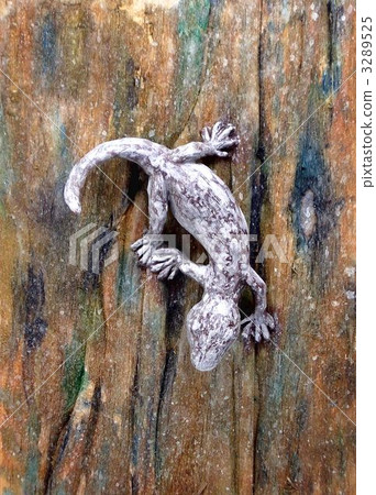 gecko, gekko japonicus, reptile 3289525
