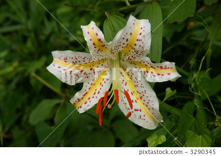 golden-banded lily, bloom, blossom 3290345