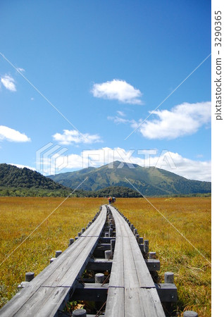 wooden path, marsh, wetlands 3290365
