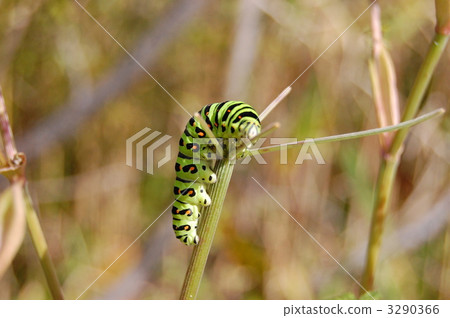 hornworm, caterpillar, hairless caterpillar 3290366