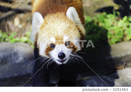 Lesser panda 3291463