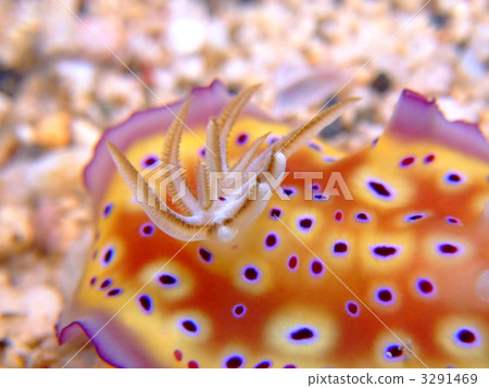 Otohime Sea Umi 3291469