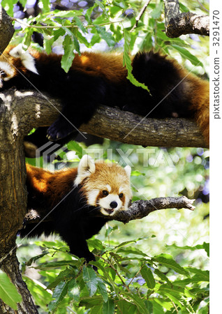 Lesser panda 3291470