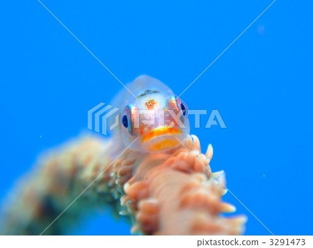 Glass haze goby 3291473