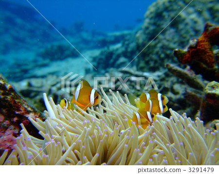 Anemone fish 3291479