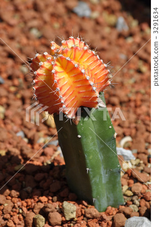 Hinataitonibushi 3291634